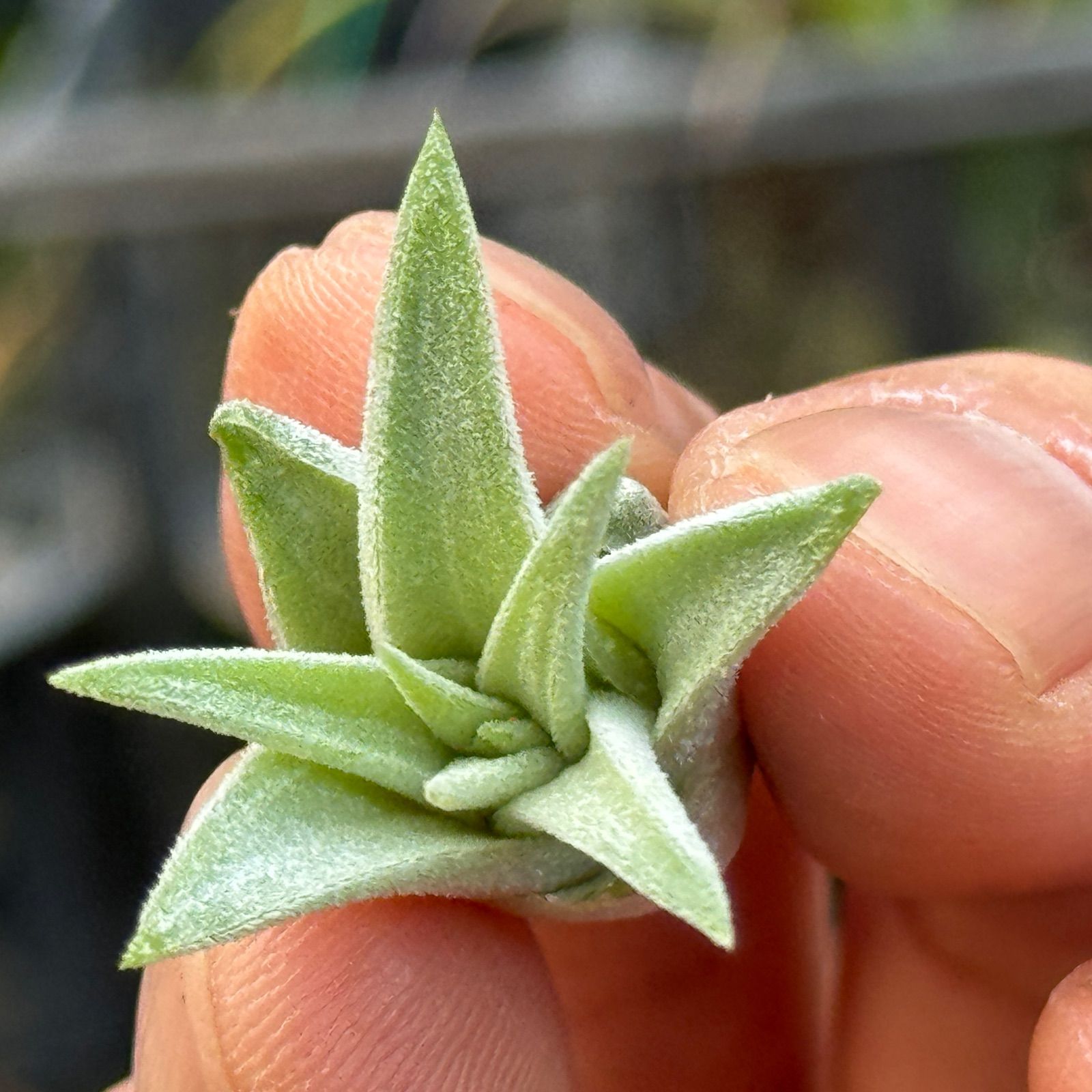 現品＊ チランジア イオナンタ ヘッジホッグ T.I. Tillandsia ionantha