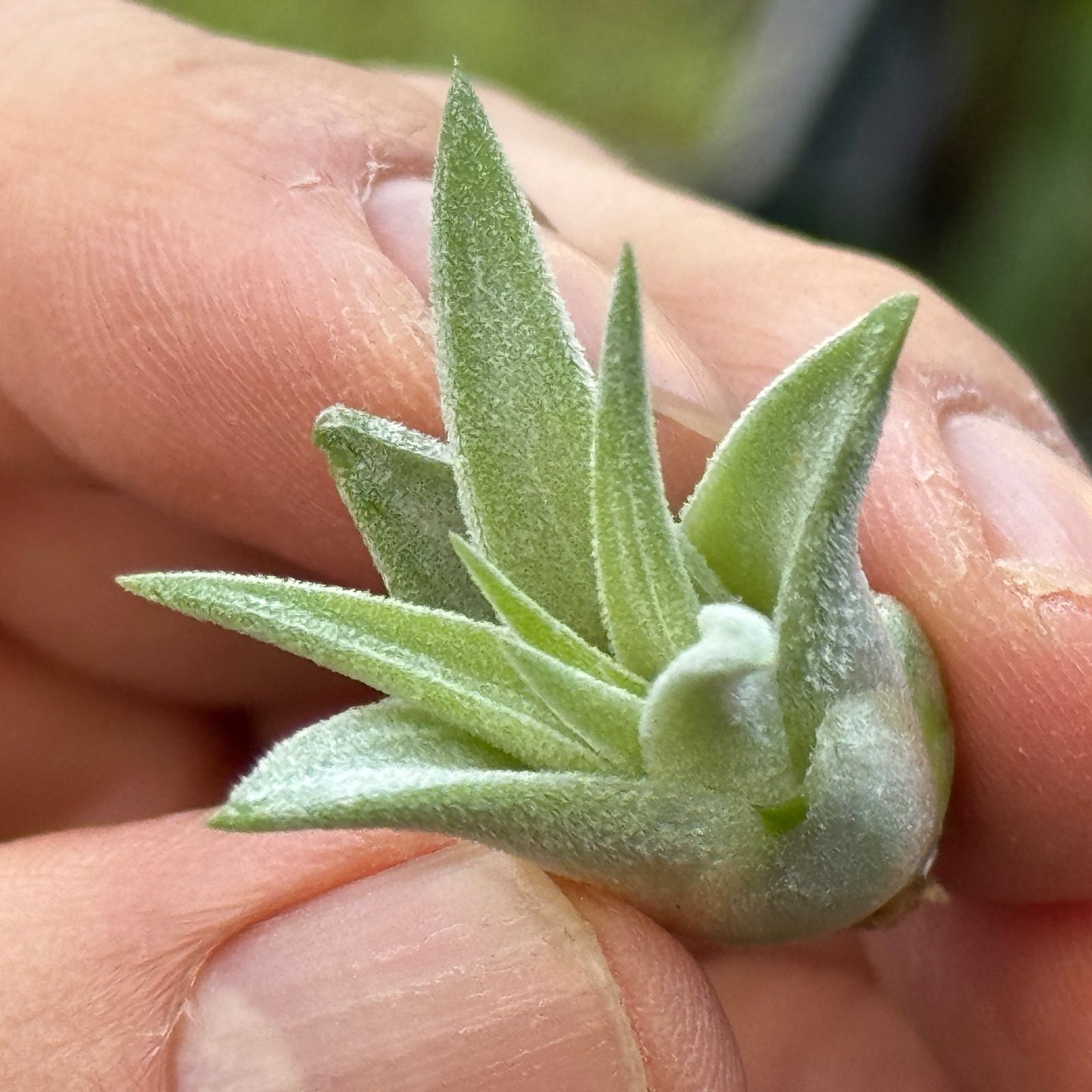 現品＊ チランジア イオナンタ ヘッジホッグ T.I. Tillandsia ionantha