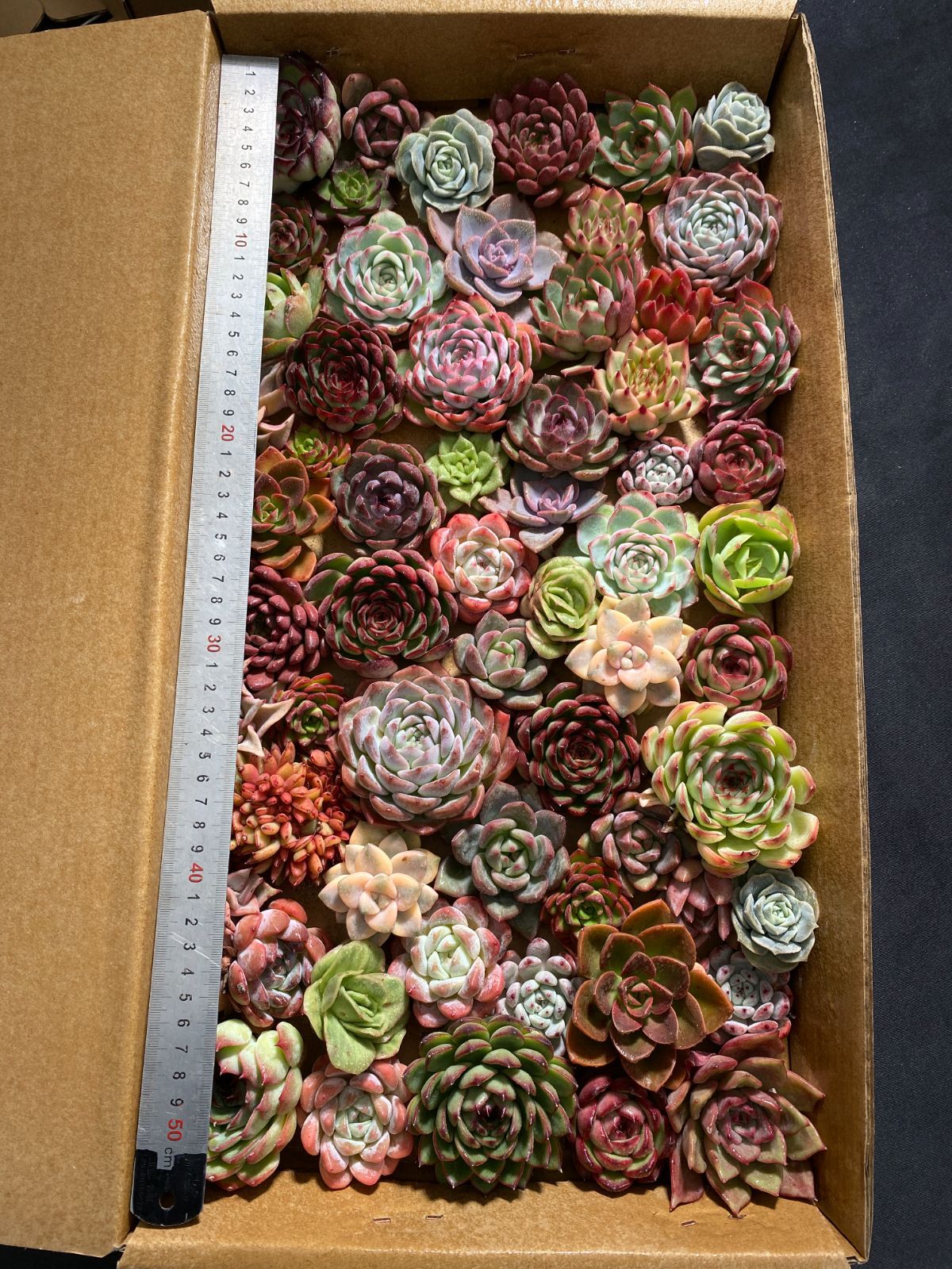 新入荷 数量 55株 カット苗 詰め合わせ 肉厚 多肉植物 エケベリア サボテン 韓国苗