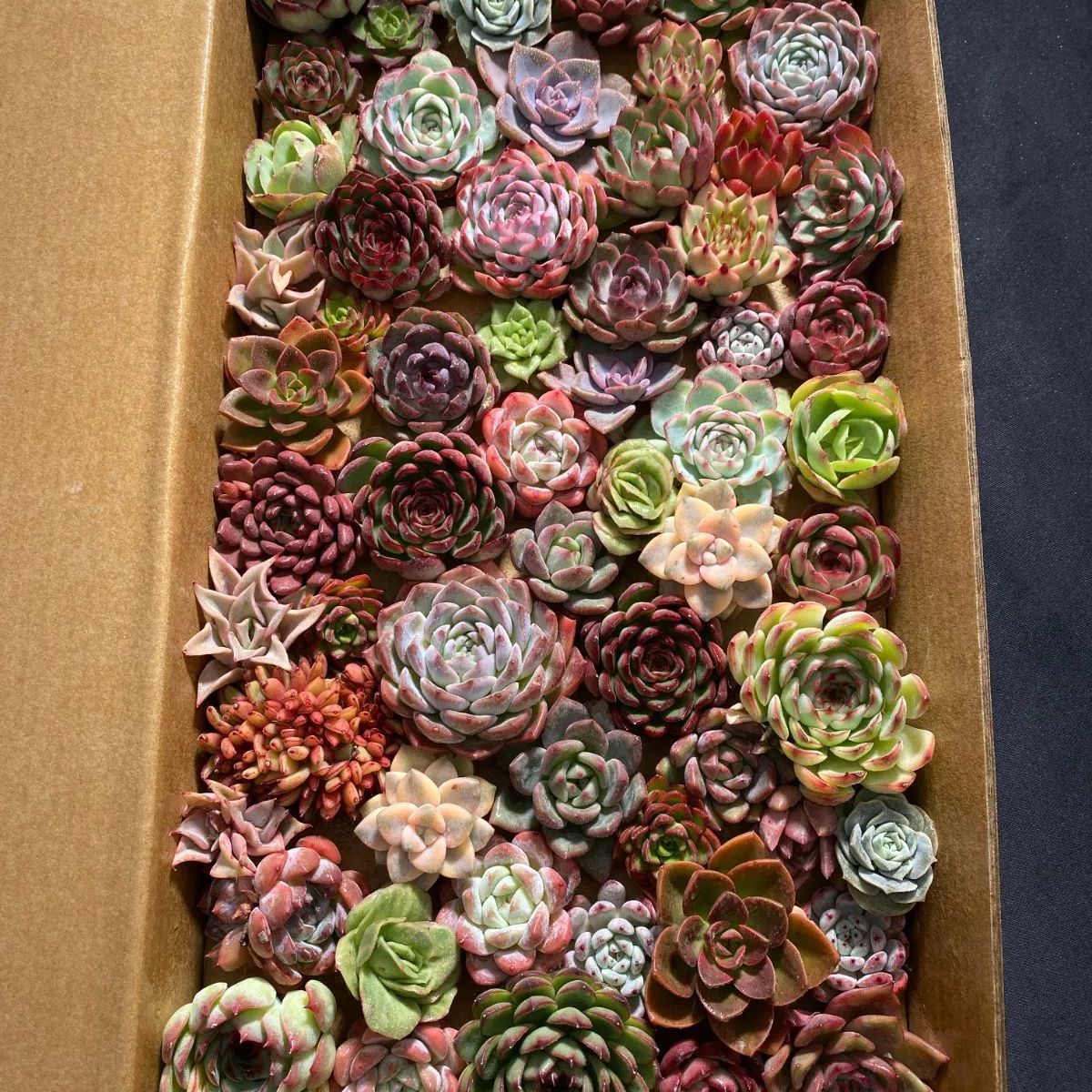 新入荷 数量 55株 カット苗 詰め合わせ 肉厚 多肉植物 エケベリア サボテン 韓国苗