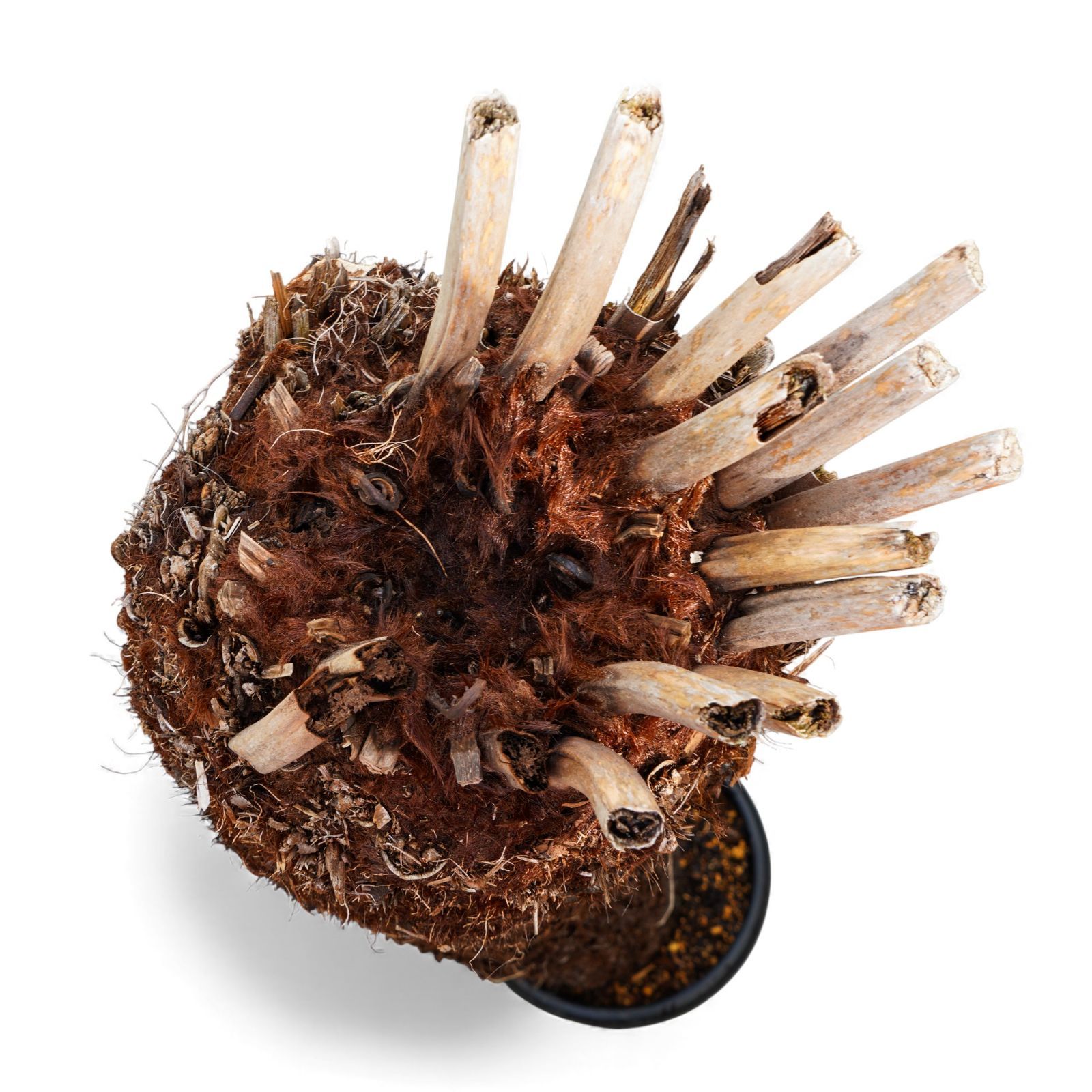 木性シダ 全高167