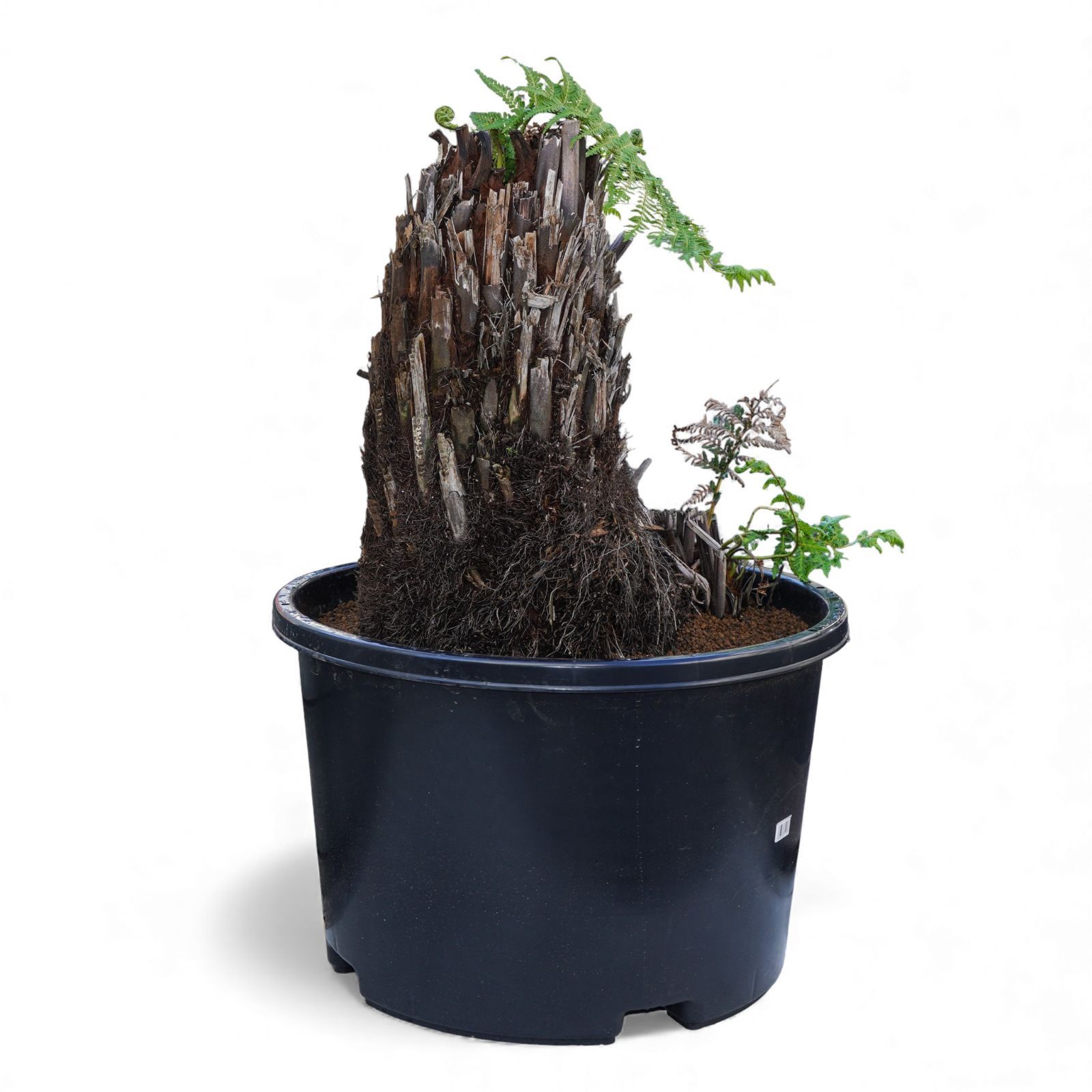 Dicksonia antarctica ディクソニア アンタルクティカ 15 多頭 木性シダ 全高90 cm