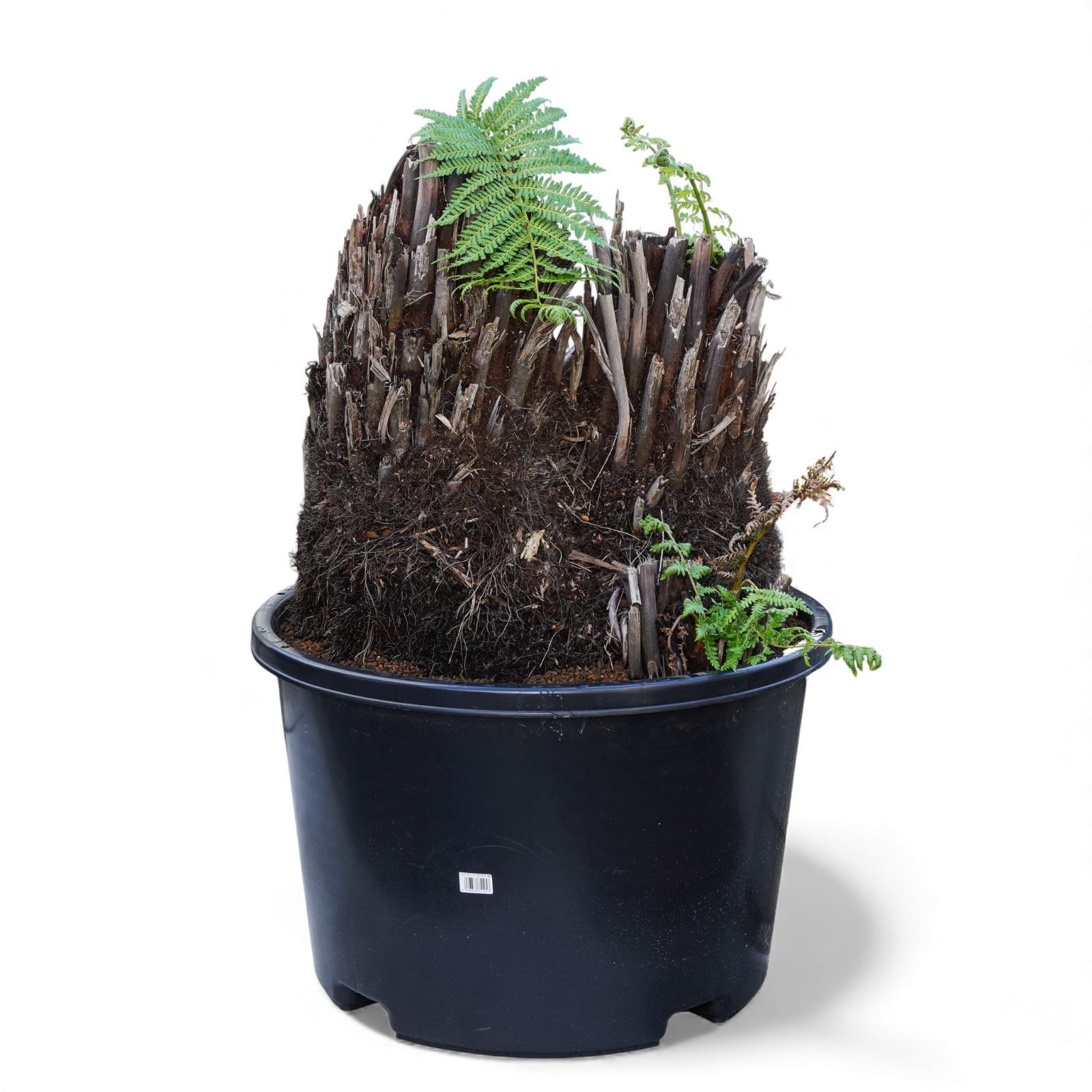 破格　大株　ディクソニア　アンタルティカ 破格 大株 ディクソニア アンタルティカ 商品説明】﻿ ﻿ ディクソニア