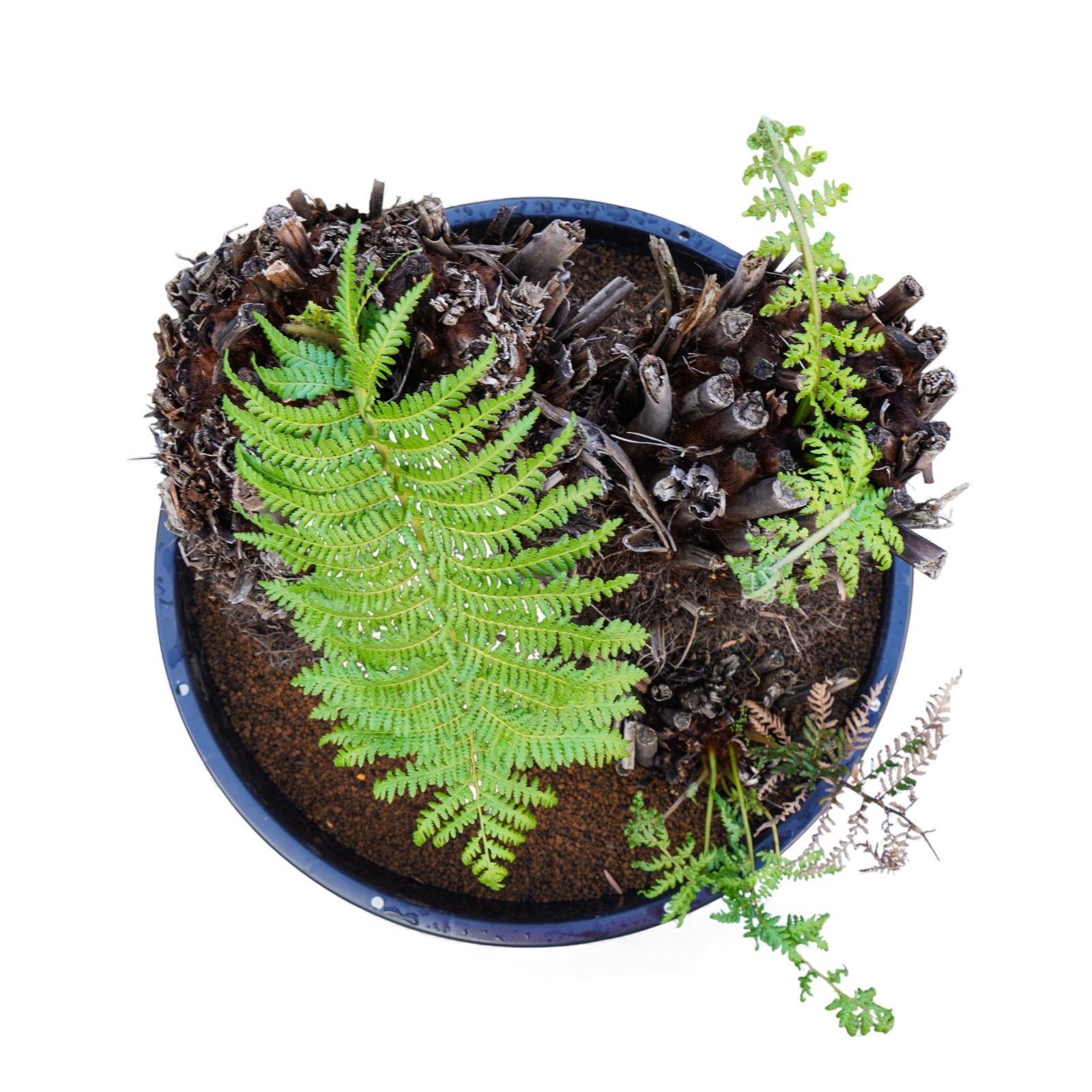 最安値 Dicksonia antarctica ディクソニア アンタルクティカ 15 多頭