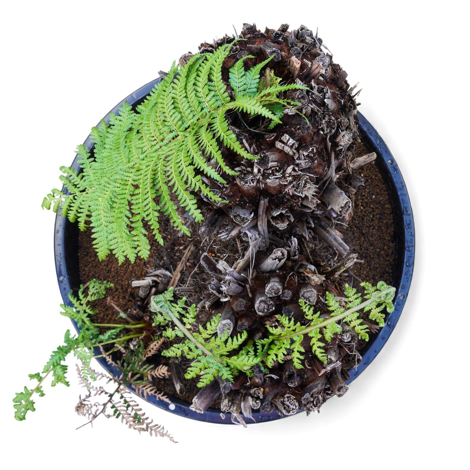 最安値 Dicksonia antarctica ディクソニア アンタルクティカ 15 多頭