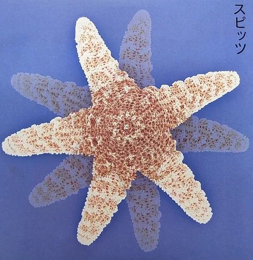 LPレコード スピッツ スピッツ 重量盤