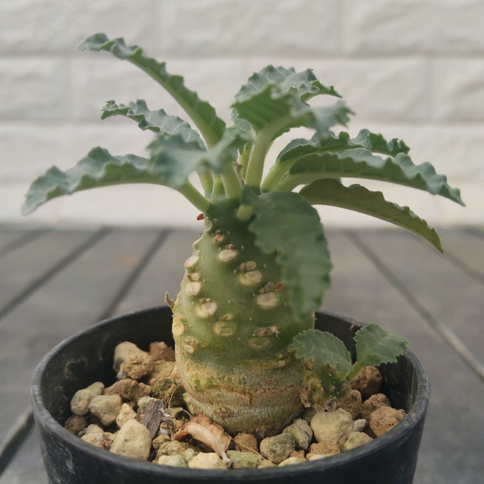 a12 ドルステニア ラブラニー メス 多頭 雌雄 塊根植物 コーデックス