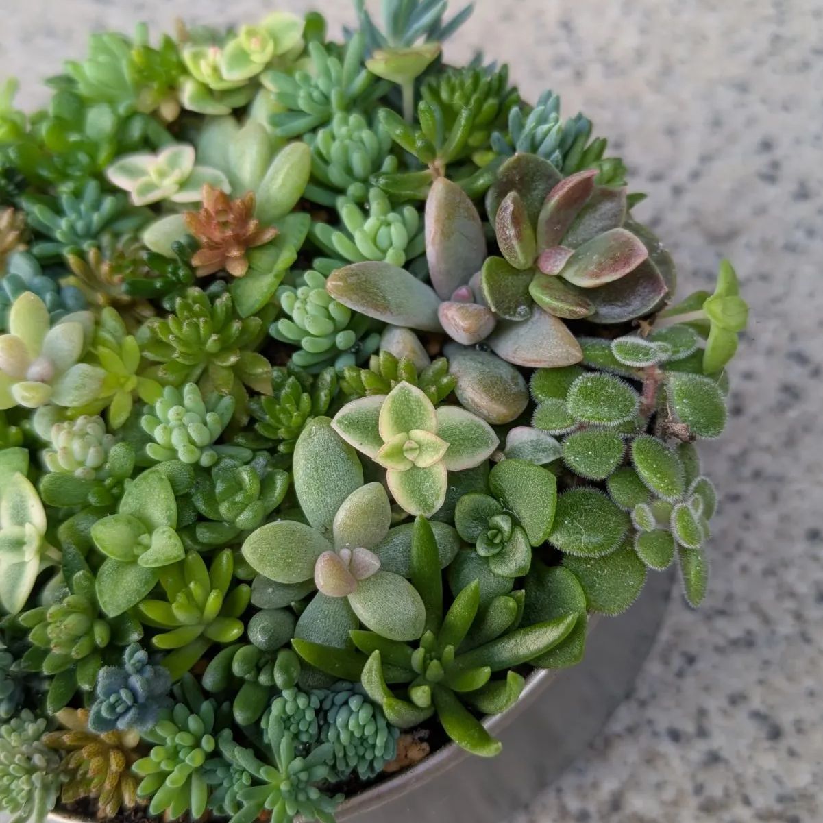 多肉植物 カット苗 セダムの小さな森 5 8.5センチ缶 - メルカリ