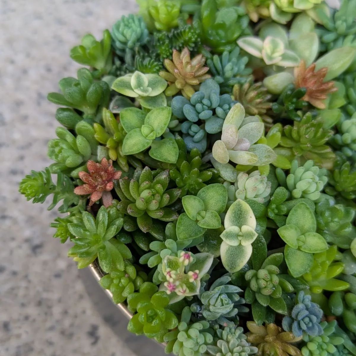 多肉植物⭐小さなカット苗たち⭐Ｄ⭐ 多肉植物⭐小さなカット苗たち⭐D⭐ 多肉植物⭐小さなカット苗