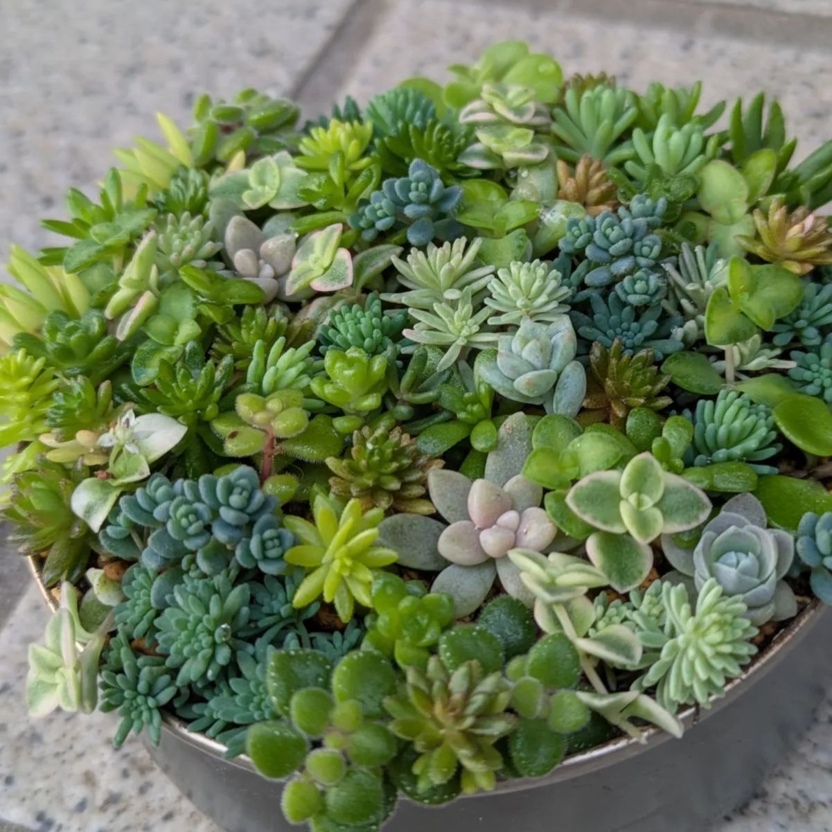 多肉植物 カット苗 セダムの小さな森 6 8.5センチ缶 - メルカリ