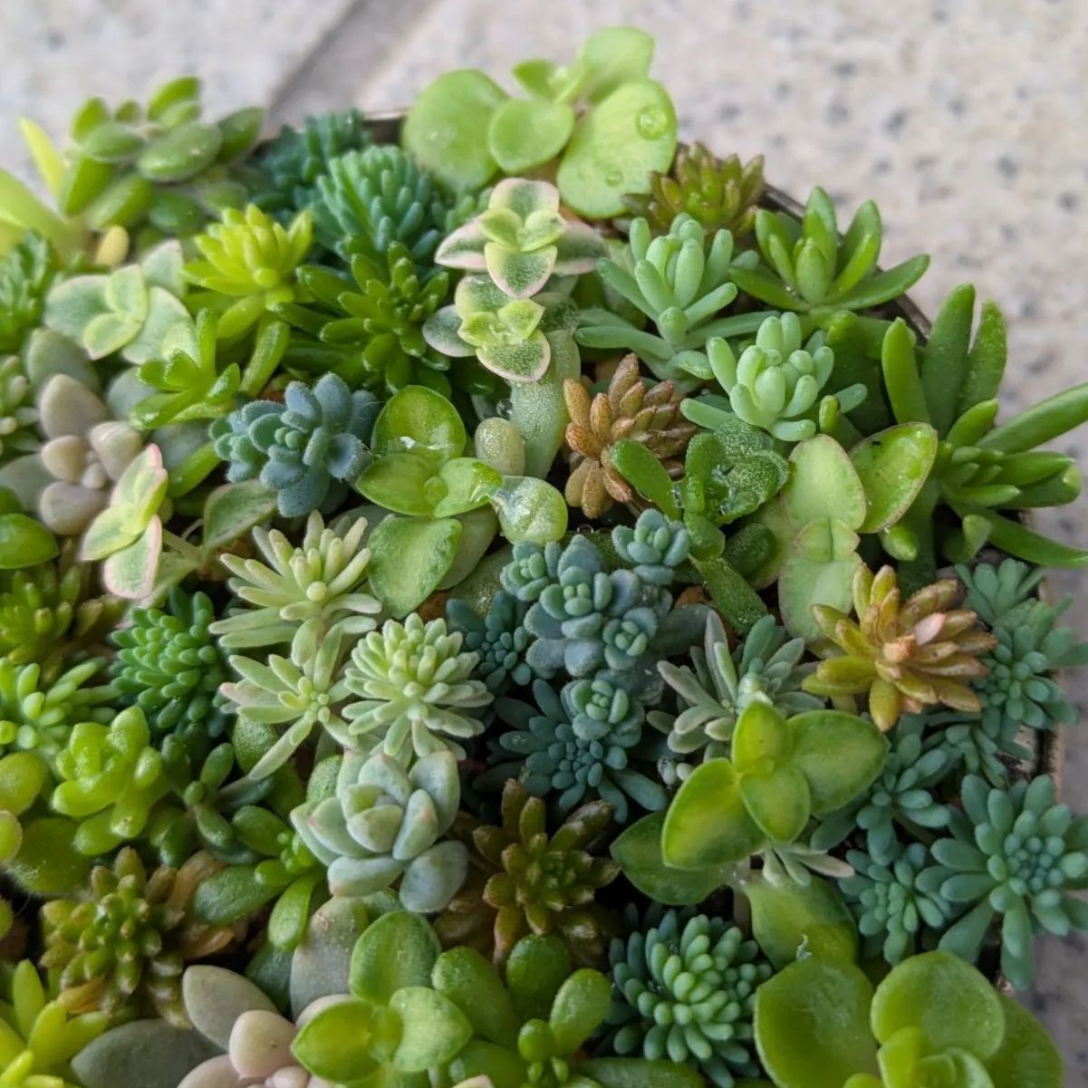 多肉植物 カット苗 セダムの小さな森 6 8.5センチ缶 - メルカリ