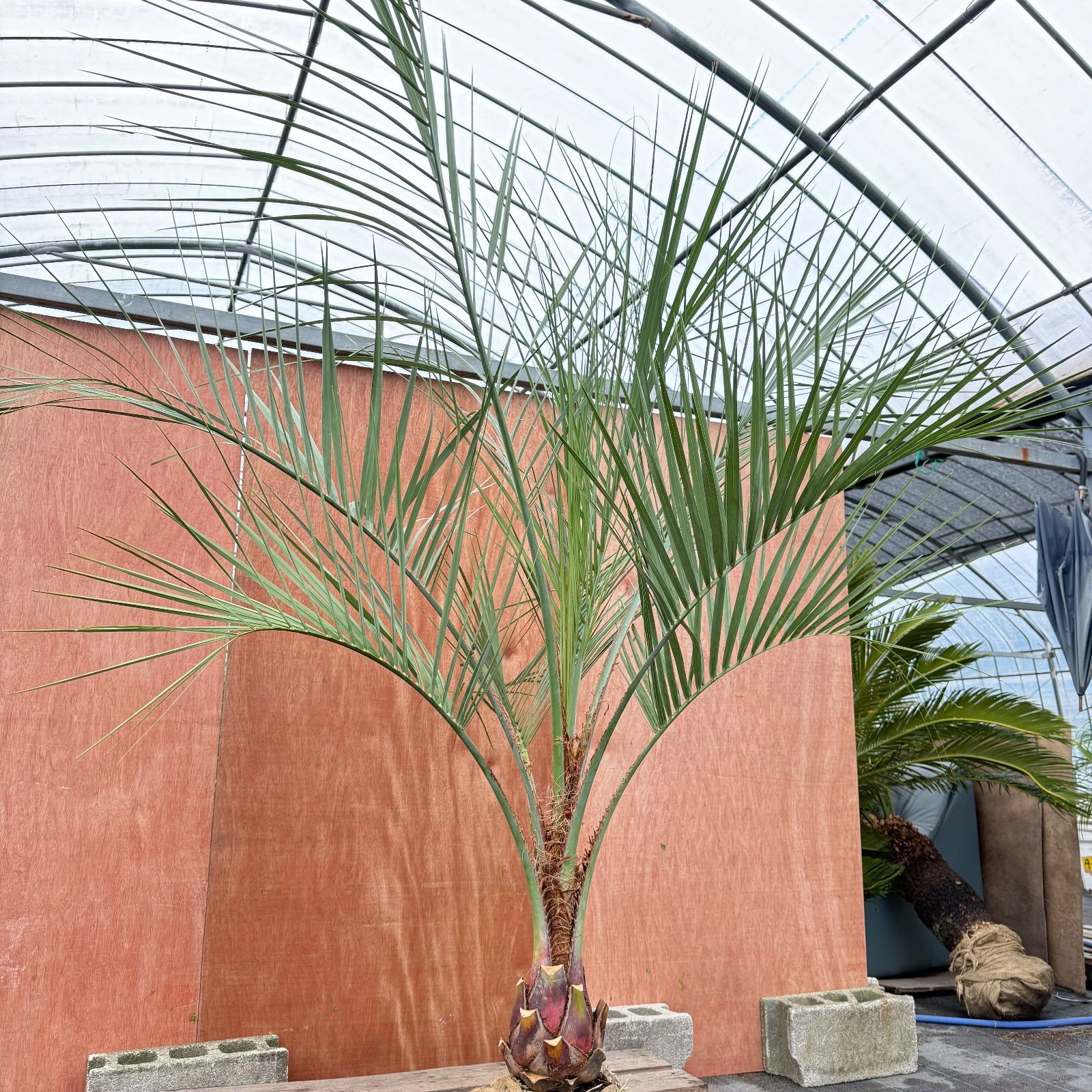 お庭がリゾートに🌴ココスヤシ【幹太50cm／葉先200cm】シルバーリーフ