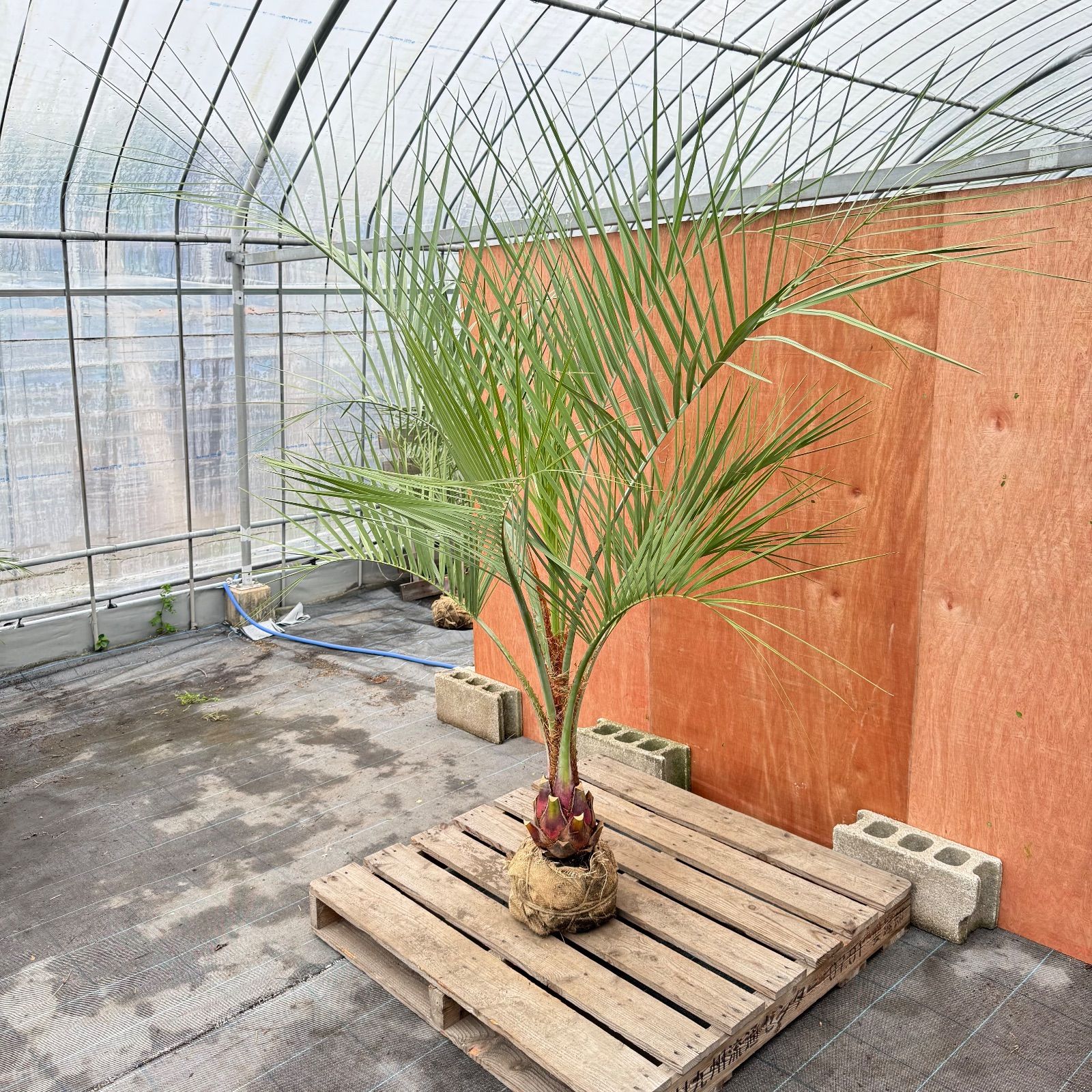 お庭がリゾートに🌴ココスヤシ【幹太50cm／葉先200cm】シルバーリーフ