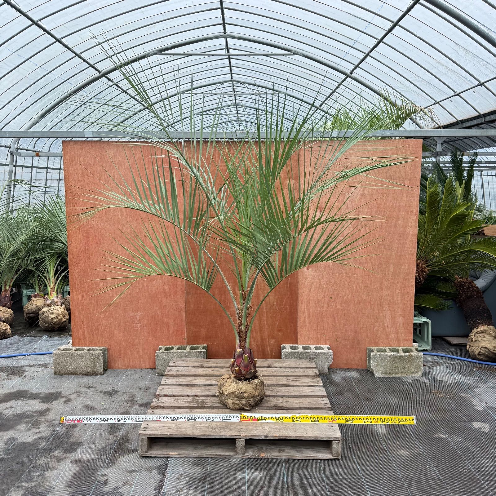 送料込み　ココスヤシ 　サイズ大　形状良 幹太　シルバーリーフ　庭木 現品 ココスヤシ シルバーリーフ 形状良 幹太 庭木 庭 新築等 植木