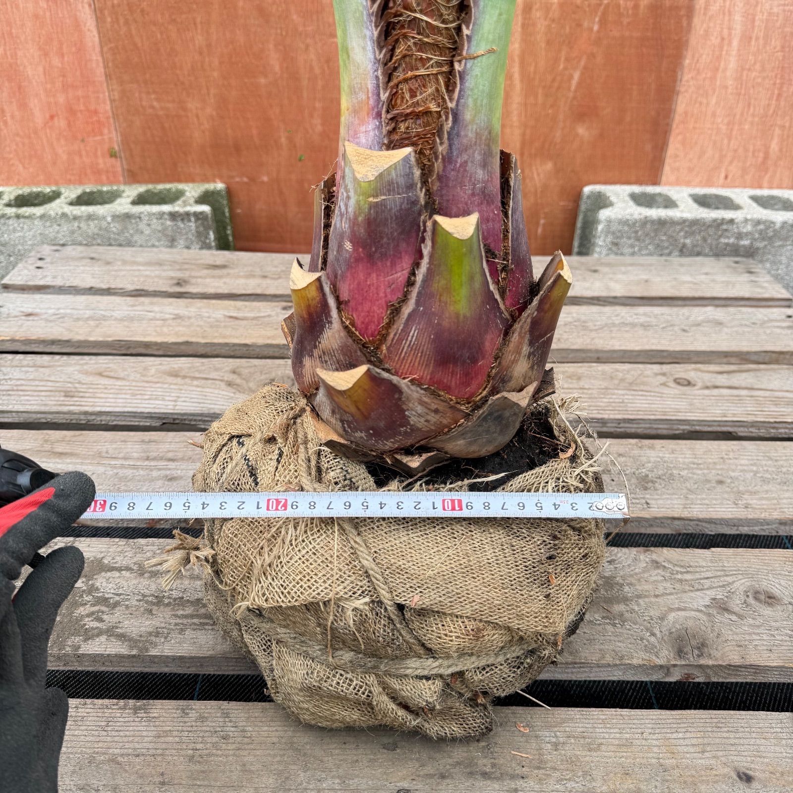 お庭がリゾートに🌴ココスヤシ【幹太50cm／葉先200cm】シルバーリーフ