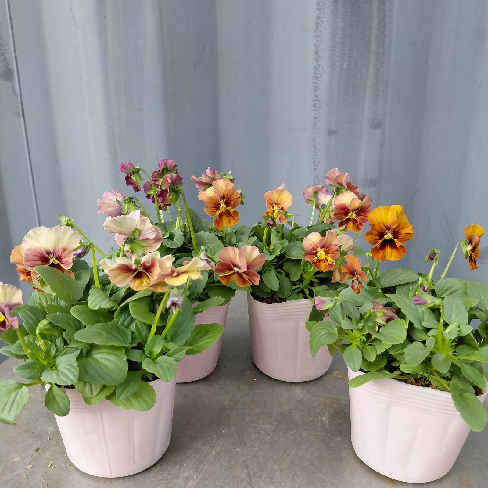 2株1,650円宅配便 ○○ ビオラなごみももか しんしん ○○ 1番人気の