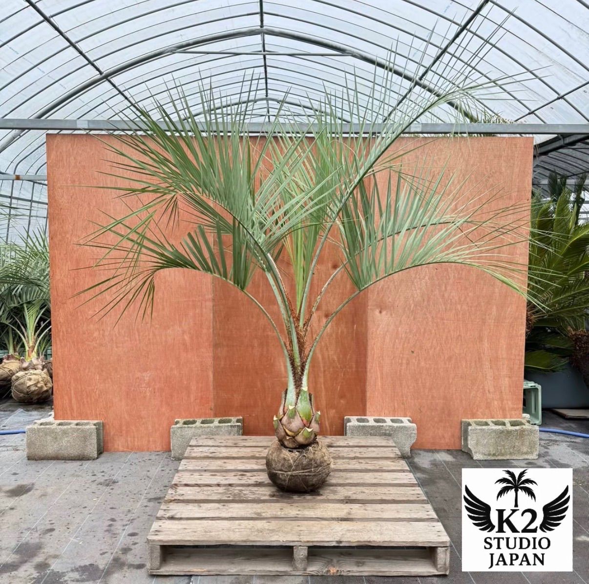 ココスヤシ シルバーリーフ 葉先190 cm幹回り60 cm 幹高30