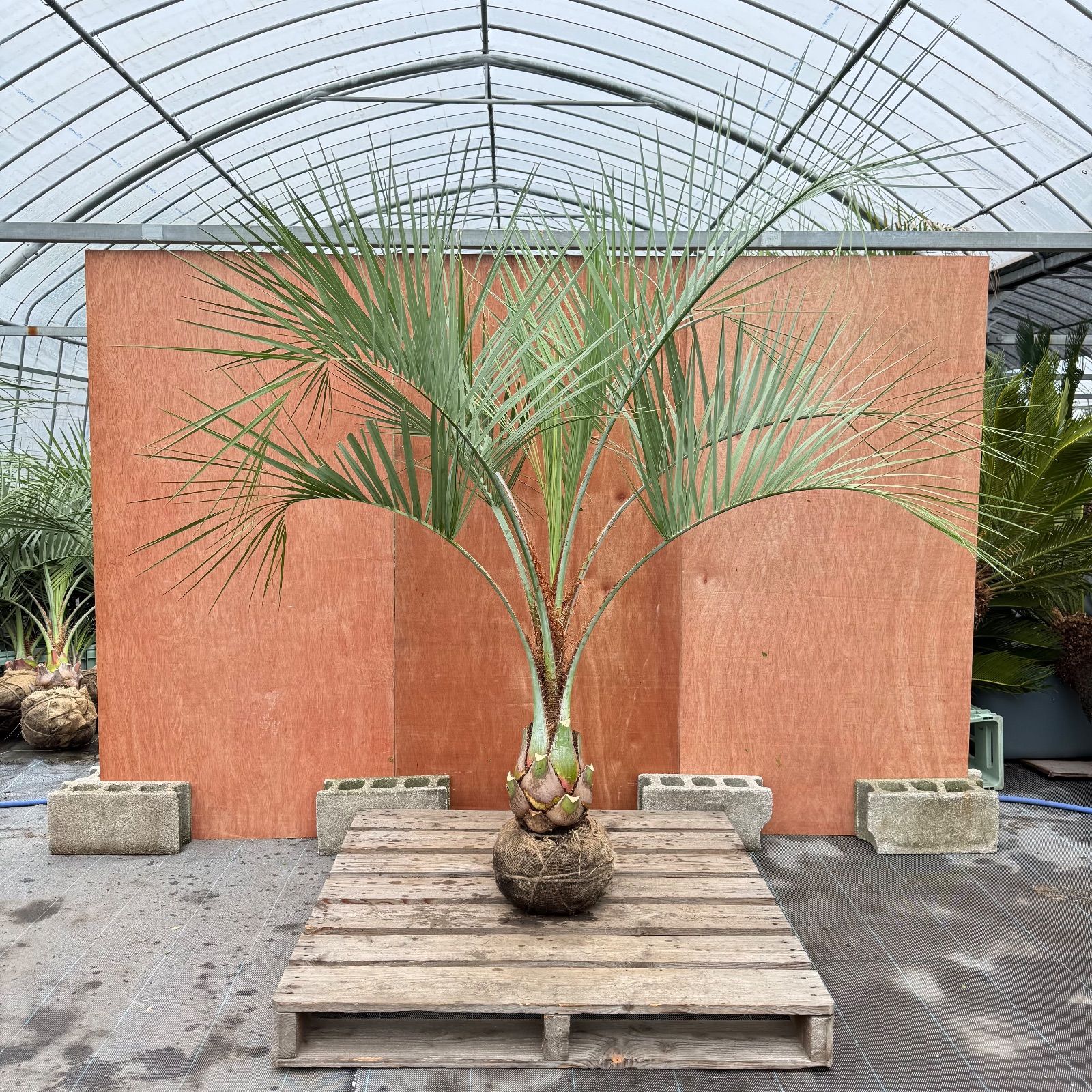 ココスヤシ シルバーリーフ 葉先190 cm幹回り60 cm 幹高30