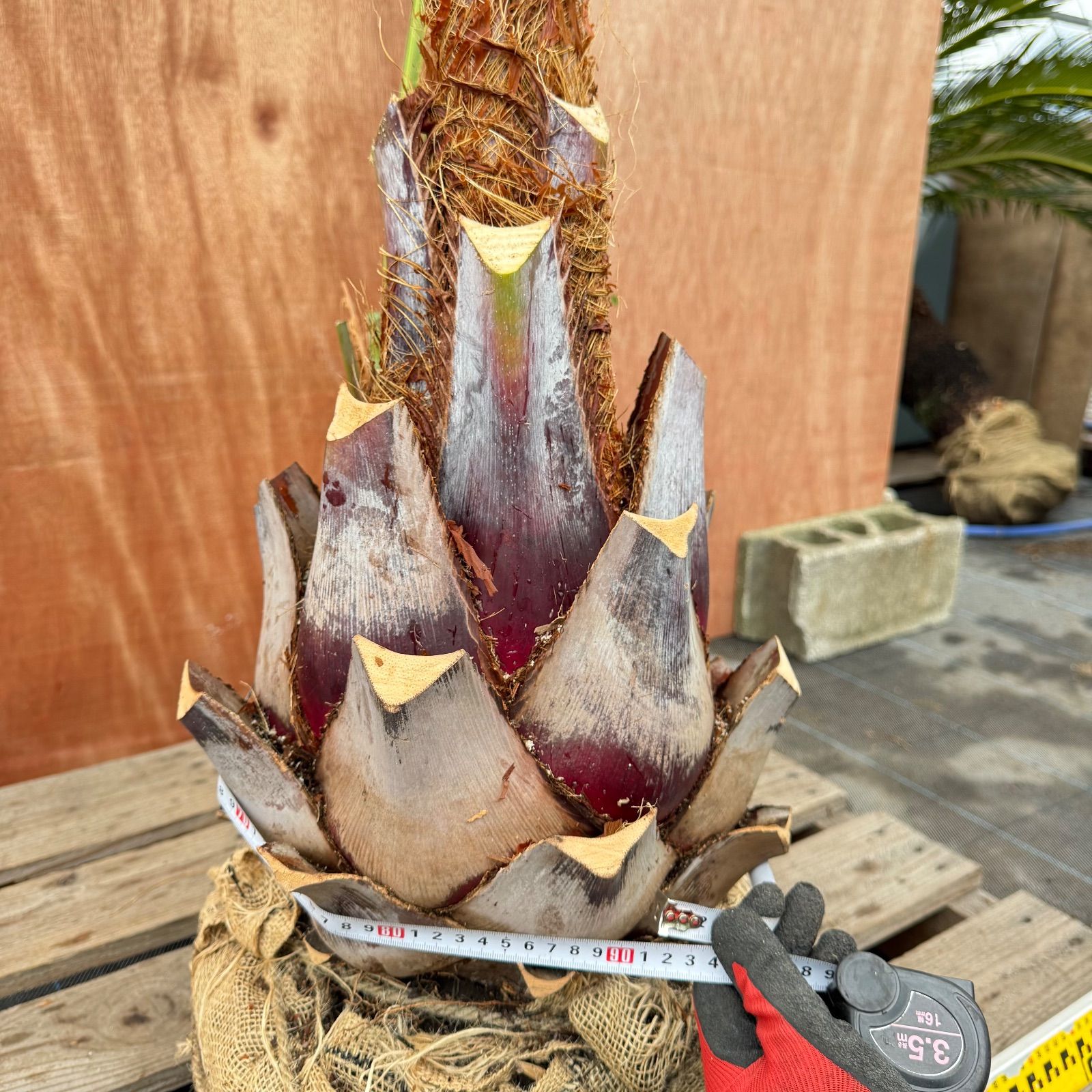 た*し様 ココスヤシシルバーリーフ【お盆限定極太】葉先160cm幹回り90cm幹 た*し様 ココスヤシシルバーリーフ【お盆限定極太】葉先160cm幹回り90cm