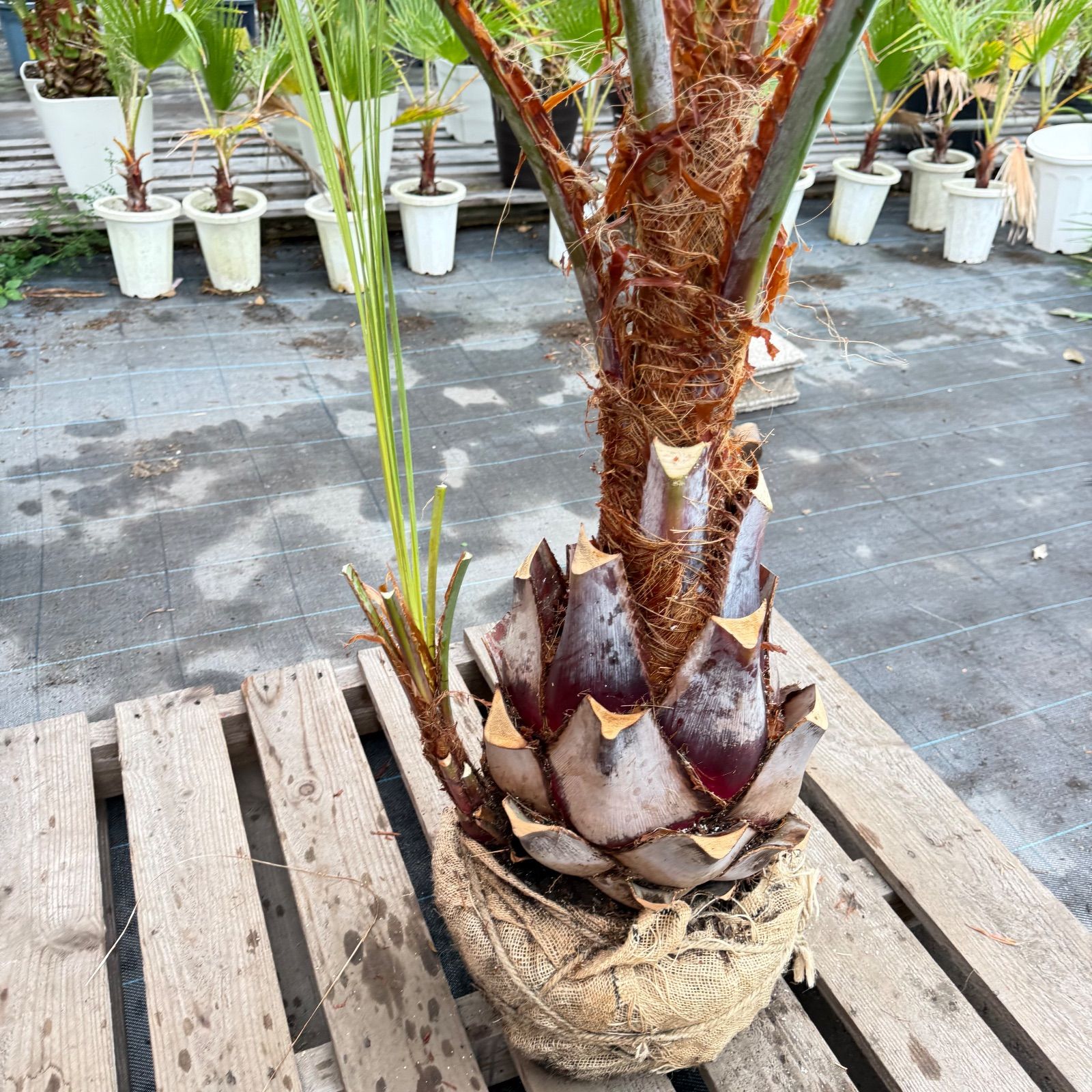 お庭がリゾートに🌴ココスヤシ【幹太90cm／葉先230cm】シルバーリーフ