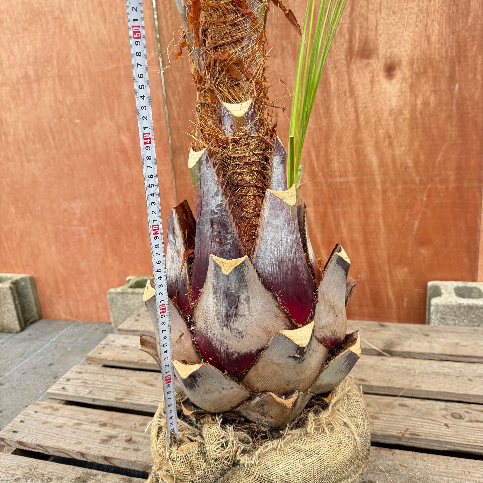 お庭がリゾートに🌴ココスヤシ【幹太90cm／葉先230cm】シルバーリーフ