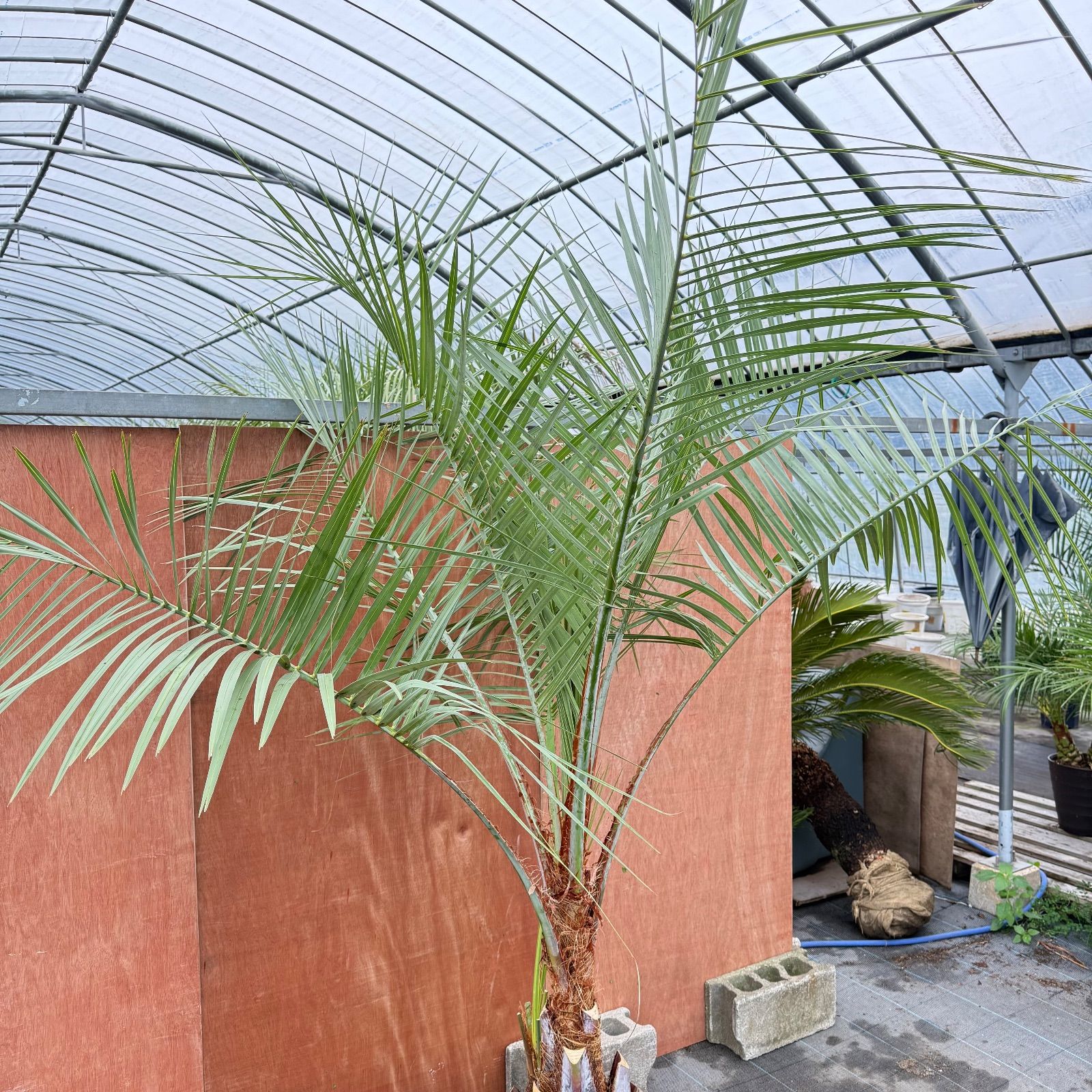 お庭がリゾートに🌴ココスヤシ【幹太90cm／葉先230cm】シルバーリーフ