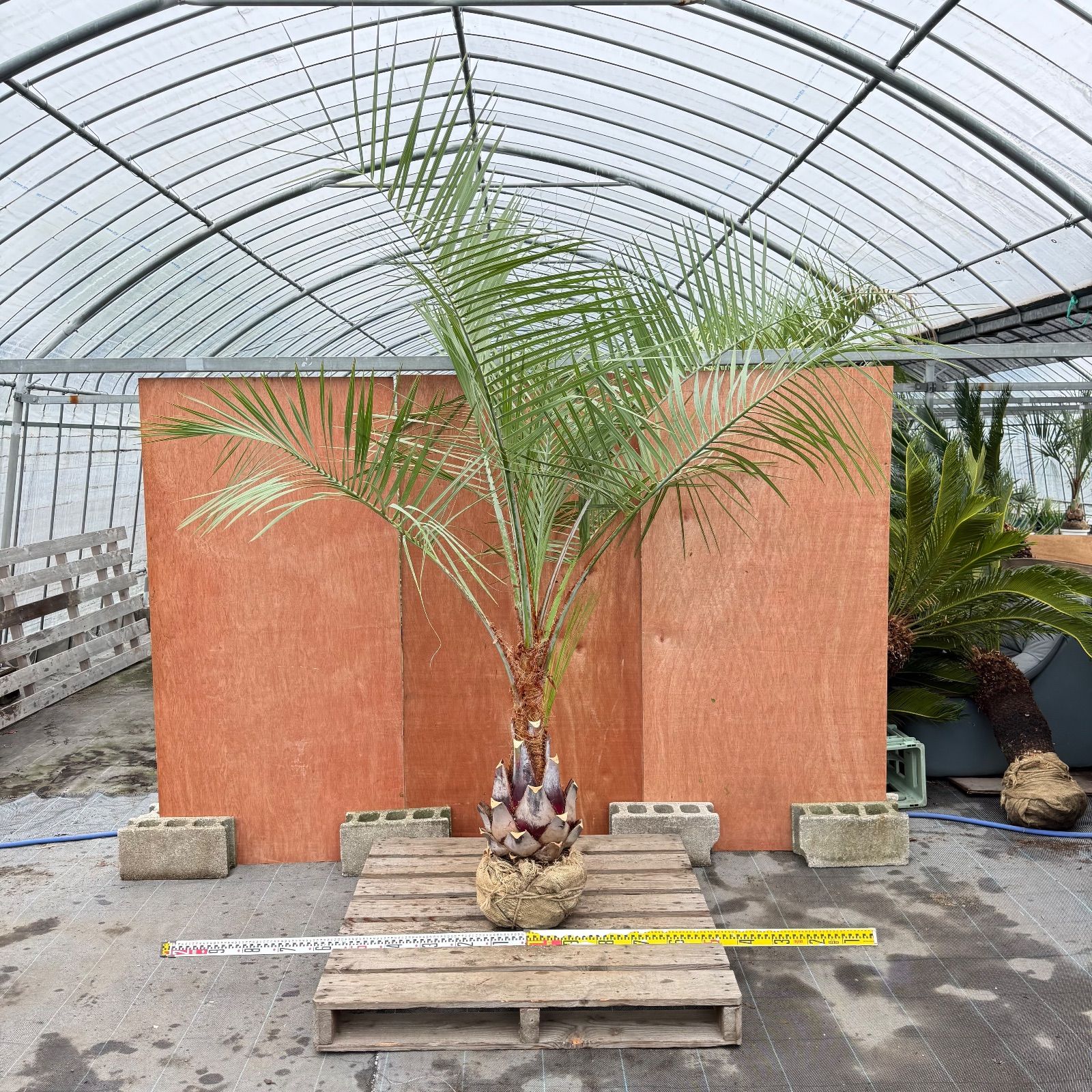 お庭がリゾートに🌴ココスヤシ【幹太90cm／葉先230cm】シルバーリーフ