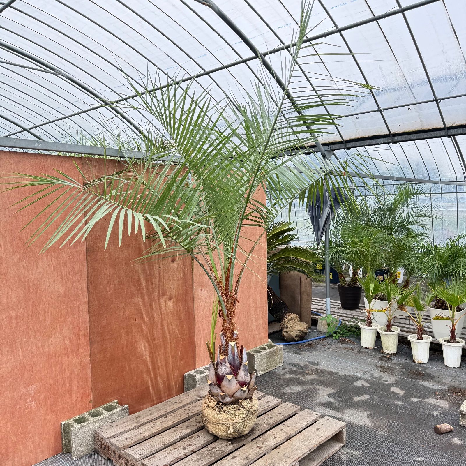 送料込み　ココスヤシ シルバーリーフ　サイズ大　幹太　形状良 庭木　現品 送料込み ココスヤシ サイズ大 形状良 幹太 シルバーリーフ 庭木 現品