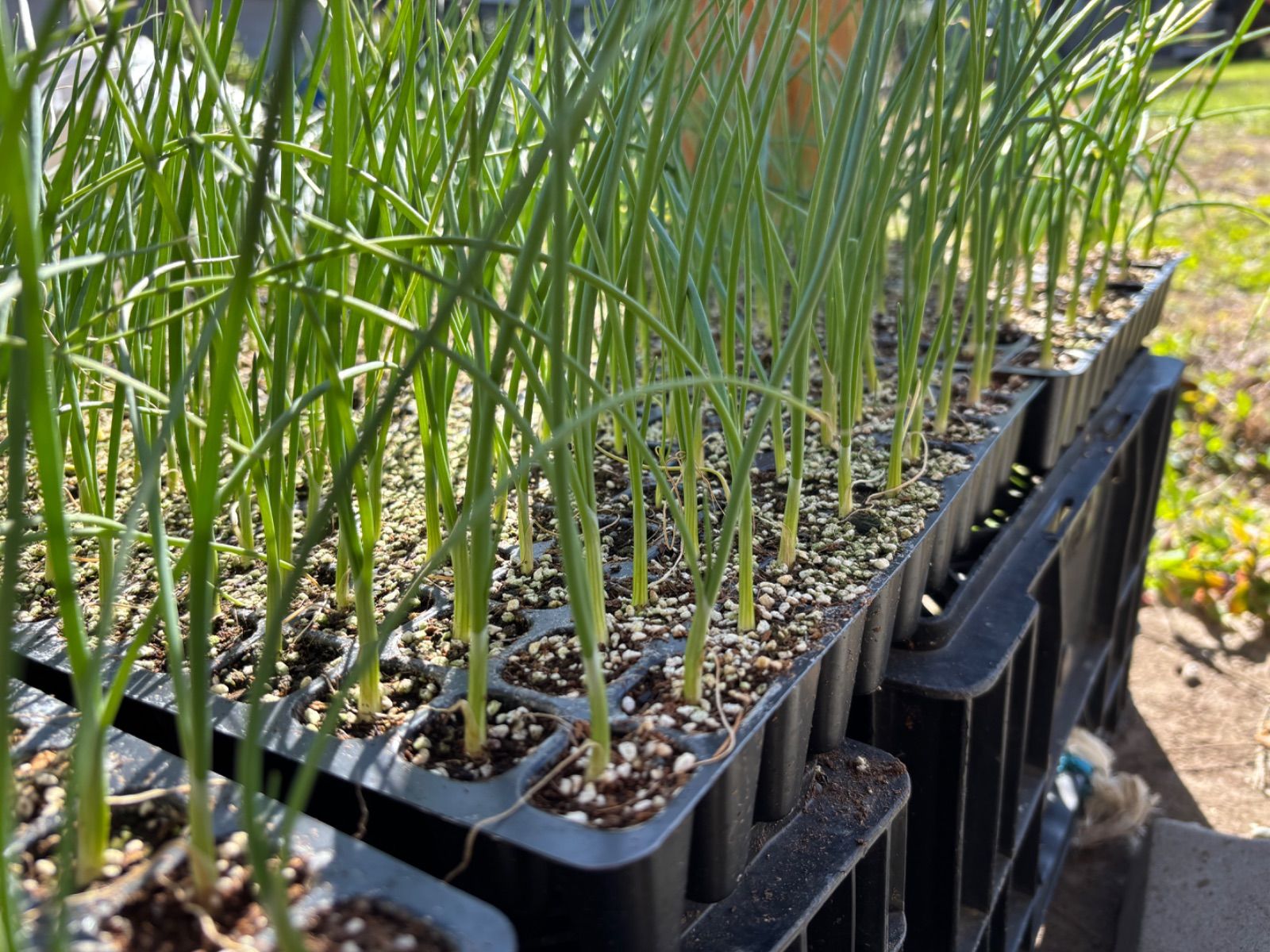 玉ねぎ苗 ネオアース 20本 土付き 長期保存向き - メルカリ