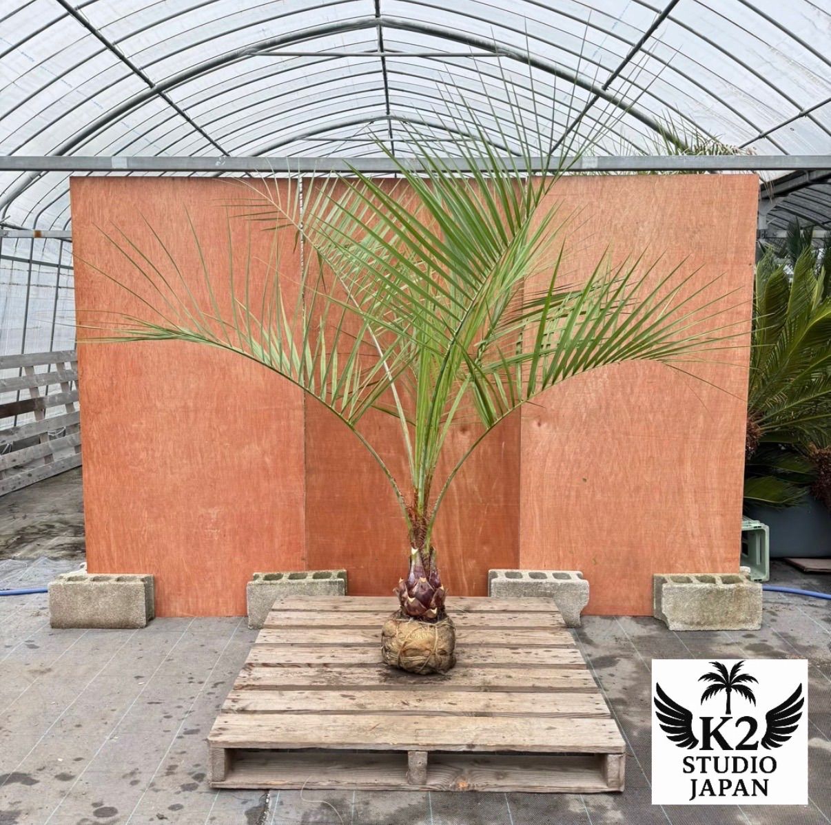 お庭がリゾートに🌴ココスヤシ【幹太50cm／葉先180cm】シルバーリーフ