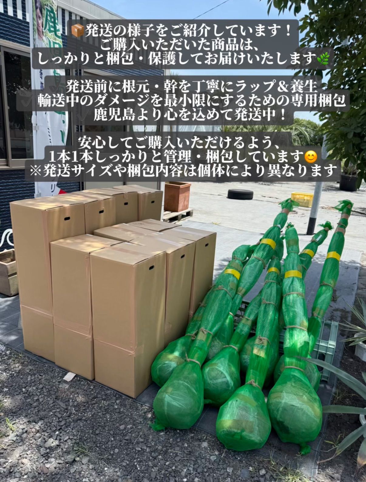 お庭がリゾートに🌴ココスヤシ【幹太50cm／葉先180cm】シルバーリーフ