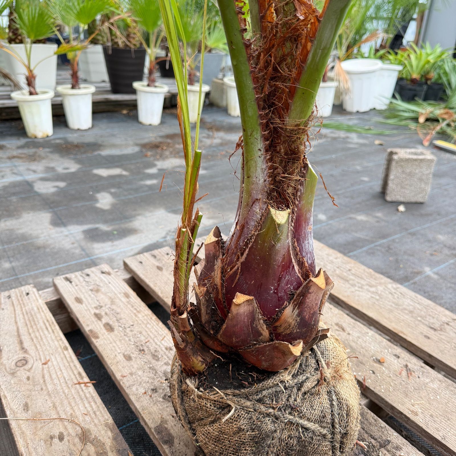 お庭がリゾートに🌴ココスヤシ【幹太50cm／葉先180cm】シルバーリーフ