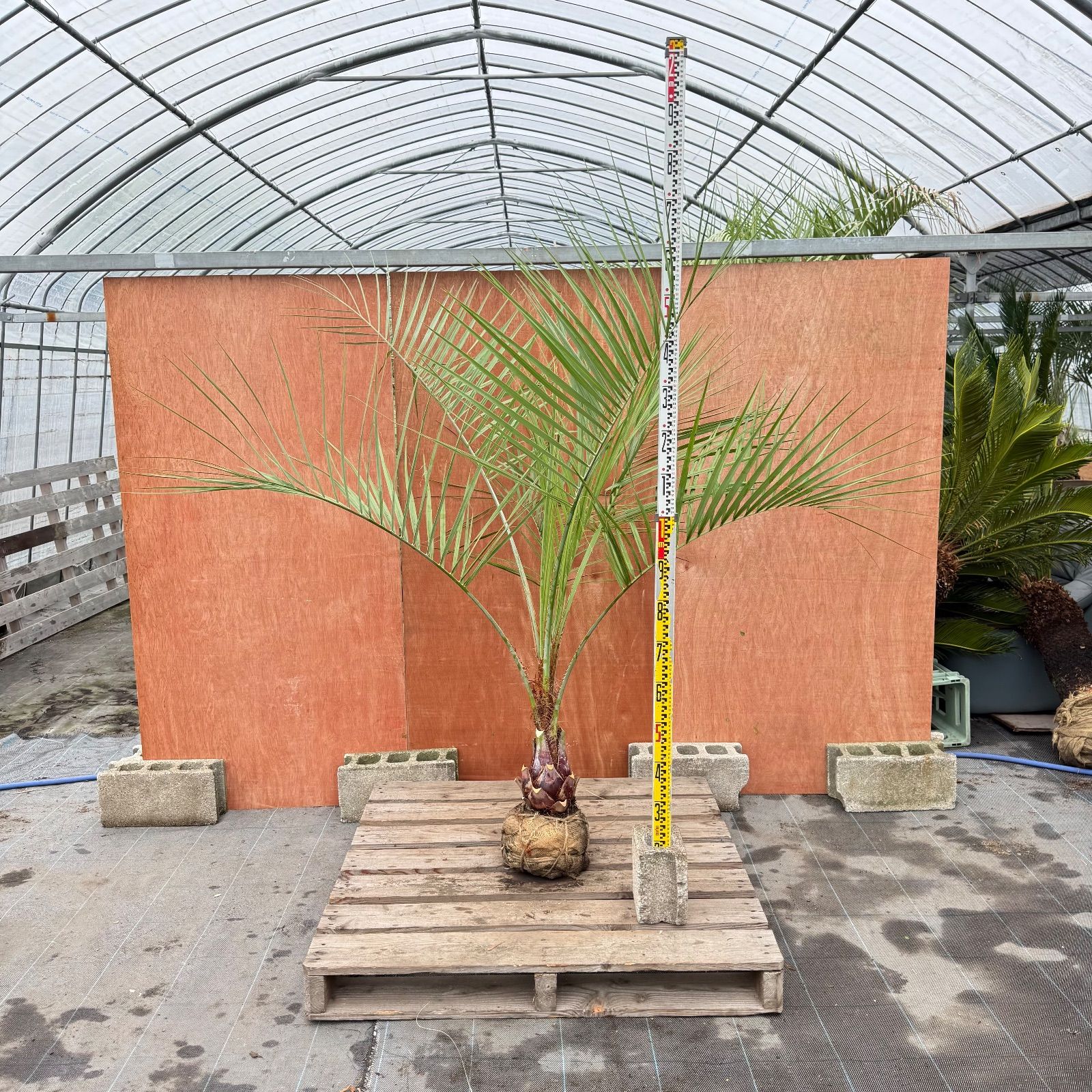 お庭がリゾートに🌴ココスヤシ【幹太50cm／葉先180cm】シルバーリーフ