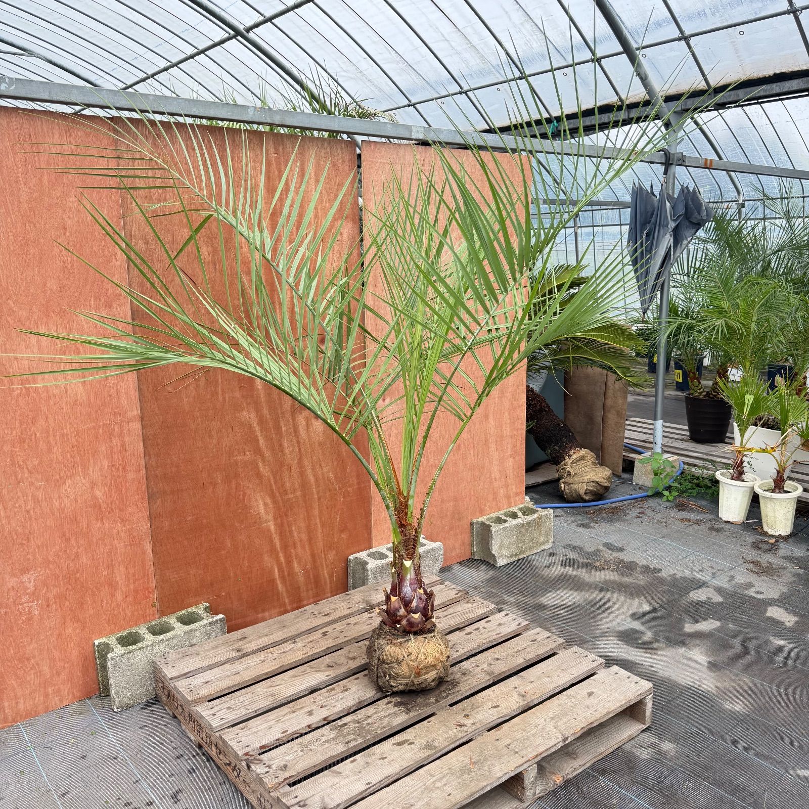 お庭がリゾートに🌴ココスヤシ【幹太50cm／葉先180cm】シルバーリーフ