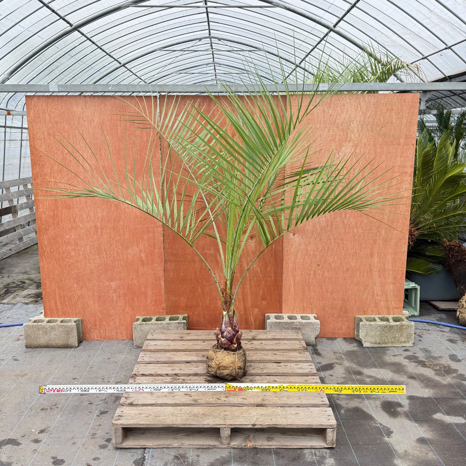 ココスヤシ シルバーリーフ 葉先180 cm幹回り50 cm 幹高20