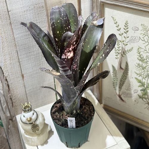 タンクブロメリア ビルベルギア ダースベイダー 4号スリット鉢 個体B 現品 インテリアグリーン 室内園芸 おしゃれ かわいい 506700