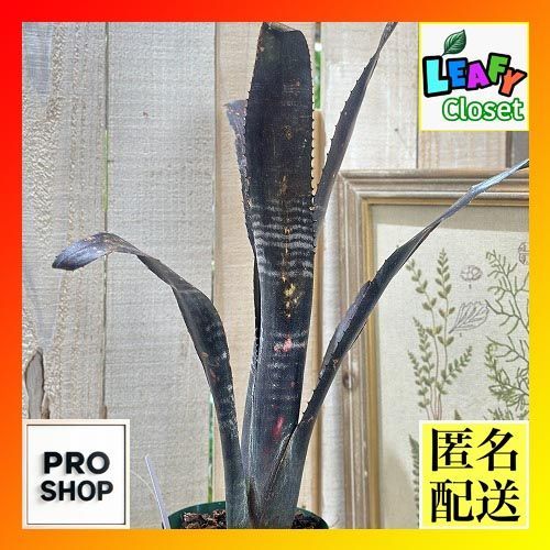 タンクブロメリア ビルベルギア ダースベイダー 4号スリット鉢 個体A 現品 インテリアグリーン 室内園芸 おしゃれ かわいい 506699