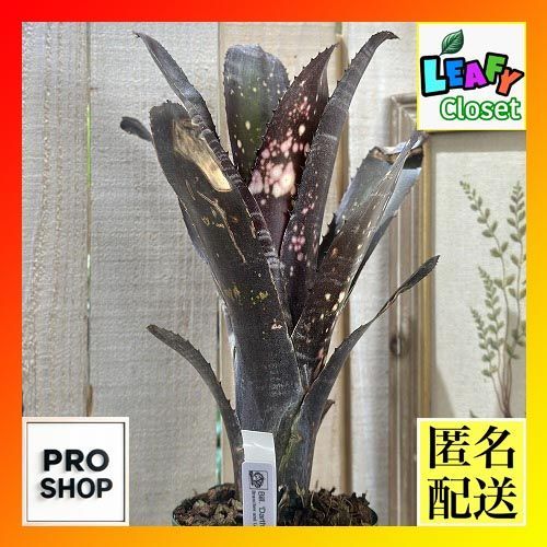 タンクブロメリア ビルベルギア ダースベイダー 4号スリット鉢 個体B 現品 インテリアグリーン 室内園芸 おしゃれ かわいい 506700