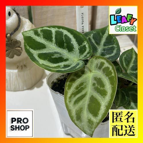 カスタム依頼品】特殊カタパルト4.4mmメス-オス 32cm