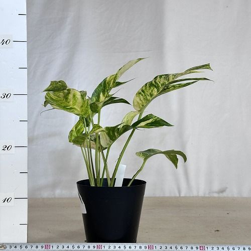 観葉植物 エピプレナム sp. 5号 個体A 現品 インテリアグリーン 室内園芸 おしゃれ かわいい 506705