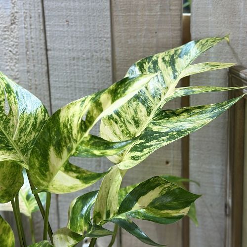 観葉植物 エピプレナム sp. 5号 個体A 現品 インテリアグリーン 室内園芸 おしゃれ かわいい 506705