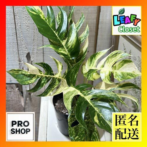 観葉植物 エピプレナム sp 5号 個体B 現品 インテリアグリーン 室内園芸 おしゃれ かわいい 506706