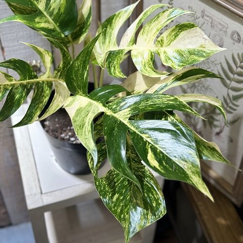 観葉植物 エピプレナム sp 5号 個体B 現品 インテリアグリーン 室内園芸 おしゃれ かわいい 506706