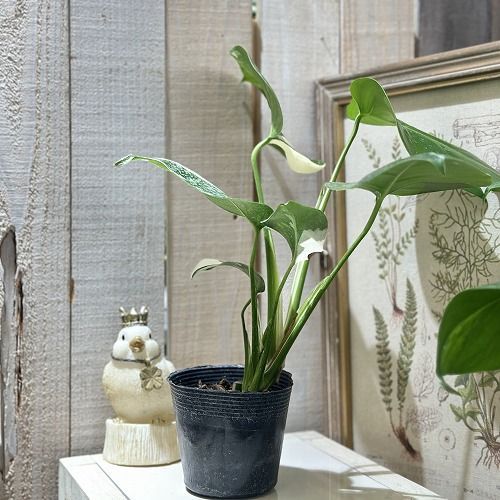 観葉植物 モンステラ ホワイトタイガー モンステラホワイトタイガー 樹