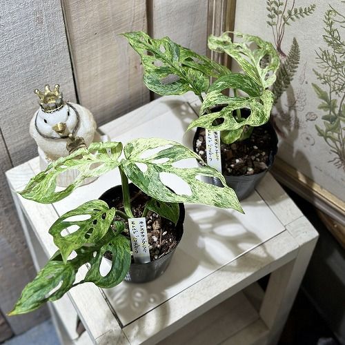deru2828】美品 ダブルジャケット ストライプ 吉岡純子 斑入り 