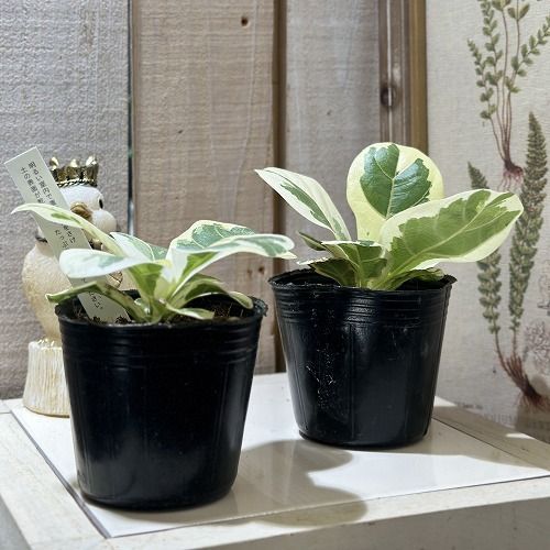 観葉植物 斑入りフィカス リラータ イヴォンヌ 3号ポット(個体おまかせ