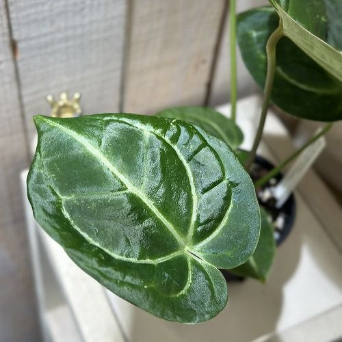 観葉植物 アンスリウム マグニフィカム×ブラッククリスタリナム 3.5号