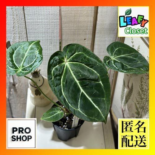 観葉植物 アンスリウム マグニフィカム×ブラッククリスタリナム 3.5号