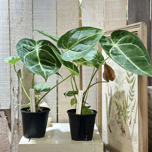 アンスリウム マグニフィカム ブラッククリスタリナム② 特価】アンスリウム マグニフィカム×ブラッククリスタリナム22 - メルカリ