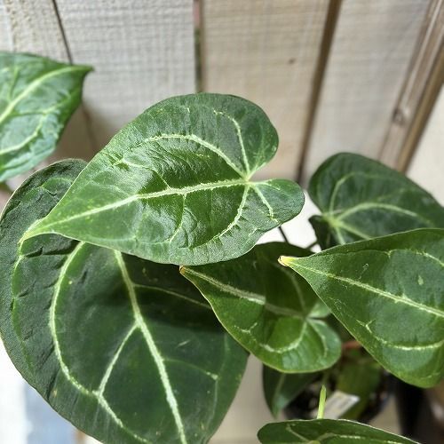 アンスリウム マグニフィカム ブラッククリスタリナム② アンスリウム マグニフィカム×ブラック クリスタリナム〈レア